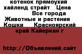 котенок прямоухий  хайленд страйт › Цена ­ 10 000 - Все города Животные и растения » Кошки   . Красноярский край,Кайеркан г.